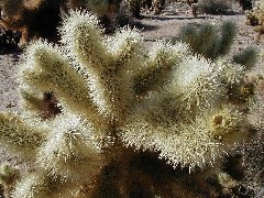 Opuntia bigelovii