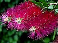 Purple Bottle-brush (Callistemon-Violaceus), File# 7307. Photographer: Susan