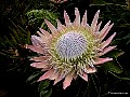 King-Protea_4617