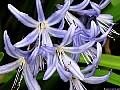 Agapanthus, File# 7285. Photographer: Susan