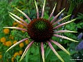 Echinacea, File# 7666. Photographer: Susan