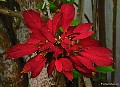 Poinsettia, File# 7799. Photographer: Susan