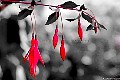 Tiny red fuschia on black and white.File# 7405. Photographer: Susan