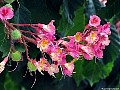 Pink-Flowering Horse Chestnut (Aesculus Carnea), File# 7314. Photographer: Susan