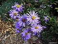 Aster, File# 6667. Photographer: Christine