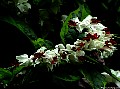 Bleeding Heart Vine. red & white, File# 6647. Photographer: Susan