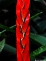 Bromeliad-Spire, File# 6620. Photographer: Susan