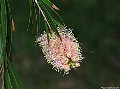 Pink Ice Bottle-brush (Callistemon phonenceus), File# 7366. Photographer: Susan