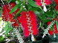 Red Bottle-brush (Callistemon-viminalis), File# 7043. Photographer: Susan