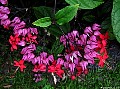 Bleeding Heart Vine. Purple&Red  (Clerodendrum), File# 6182. Photographer: Susan