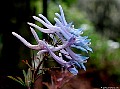  Location: My garden, Auckland. N.Z.  Photographer: Susan 