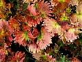 Fringed Pink Leaves, File# 3911. Photographer: Susan