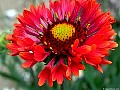 Gaillardia, Sparks, Nevada.<br> File# 5994. Photographer: Christine