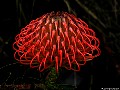 Leucospermum bud, File# 6842. Photographer: Susan