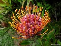 Leucospermum, File# 6800. Photographer: Susan