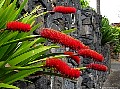 Location: Mt Eden Auckland, New Zealand. Photographer: Susan