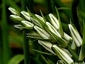 Pregnant-Onion (Ornithogalum-longibracteatum), File# 7575. Photographer: Susan