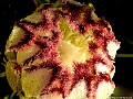 Protea-Nerifolia Alba. Hahei Coromandel. New Zealand<br>Decorated with early morning dew.<br> File# 0353. Photographer: Susan