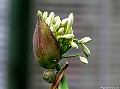 Agapanthus bud, File# 8599. Photographer: Susan