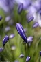 Agapanthus buds. File# CS3733. Photographer: Susan