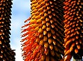 Aloe Ferox. Hahei Coromandel. New Zealand<br> File# 9635. Photographer: Susan