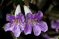 Argentine Trumpet Vine, File# CS1087. Photographer: Susan