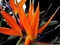 Bird of Paradise, Sydney,Australia.<br> File# 0681. Photographer: Christine