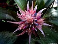  Bromeliad  Aechmea-fasciata flower, File# 180085. Photographer: Christine