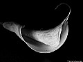 Calla Lily, File# 2143. Photographer: Susan