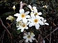 Puawhanganga (Clematis paniculata), Waiohine Gorge, Tararua Forest Park  <br>File# 012. Photographer: Jane