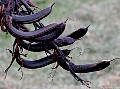 NZ flax, seed pods, File# 8604 Photographer: Susan