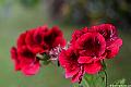 Geranium, File# CS2586. Photographer: Susan