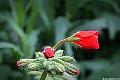 Geranium buds, File# CS2313. Photographer: Susan