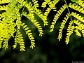 Golden Robinia leaves, File# 8639. Photographer: Susan