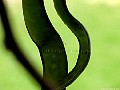 Golden Robinia pods, File# 8643. Photographer: Susan