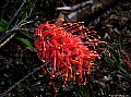 Grevillea, File# 6997. Photographer: Susan