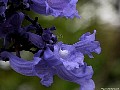 1-Jacaranda, File# 7697. Photographer: Susan