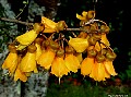 Kowhai, File# 1112. Photographer: Susan