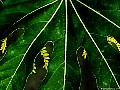 leaf windows, File# 8639. Photographer: Susan