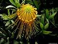 Leucospermum reflexum var: luteum, File# 7522. Photographer: Susan