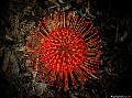 Leucospermum, File# 6810. Photographer: Susan