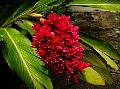 Magenta double ginger, Rarotonga<br> File# 6317. Photographer: Susan