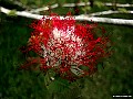 Monkey Pod Tree flower, File# 5931. Photographer: Susan