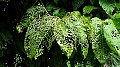 Lacy bug eaten Hibiscus leaves, File# 6168. Photographer: Susan