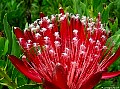 Protea Clarks Red. File#1141, Photographer: Susan