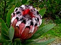  Location: Protea farm,  north of Auckland, New Zealand.  Photographer: Christine 