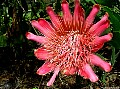  Location: Protea farm,  north of Auckland, New Zealand.  Photographer: Christine 