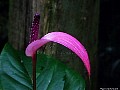 Purple Anthurium, File# 5855. Photographer: Susan