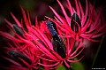 Thin petaled red flower, File# CS2803. Photographer: Susan