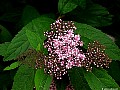  Meadowsweet. (spiraea-miyabea), File# 7618. Photographer: Susan